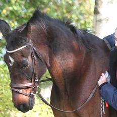 Traver Amadeo *R.I.P*