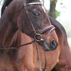 Traver Amadeo *R.I.P*