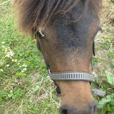 Shetlænder Nobel King Littleman