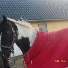 Irish Cob Crossbreed Nova