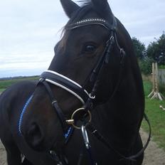 Dansk Varmblod Alliance-Solgt :,(