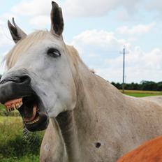 Anden særlig race Valten