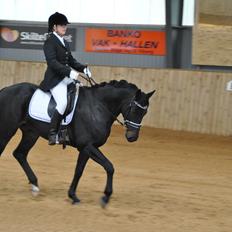 Dansk Varmblod Alliance-Solgt :,(