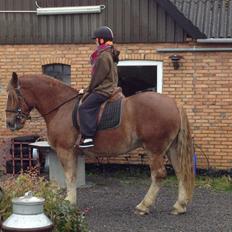 Irish Cob Crossbreed Ramses (Bamse Ramse)