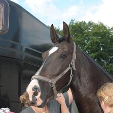 Oldenborg Bødkers Bonzai (rider)