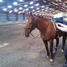 Anden særlig race røde <3