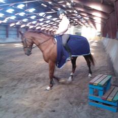 Anden særlig race røde <3