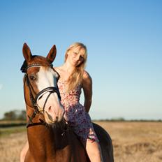 Dansk Varmblod Spanggaards De Fascinacion