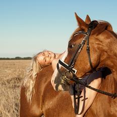 Dansk Varmblod Spanggaards De Fascinacion