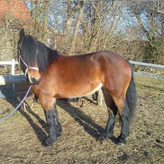 Barockpferd Nynne   [Plejebarn]