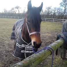 Barockpferd Nynne   [Plejebarn]