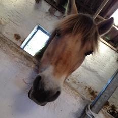 Fjordhest Armani (Manni)