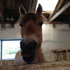 Fjordhest Armani (Manni)