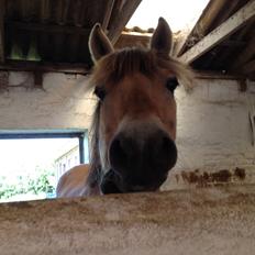 Fjordhest Armani (Manni)