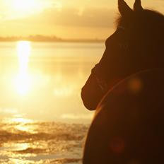 Holstener Pretty woman