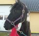 Irish Cob Crossbreed Nova