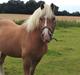 Haflinger Lasso