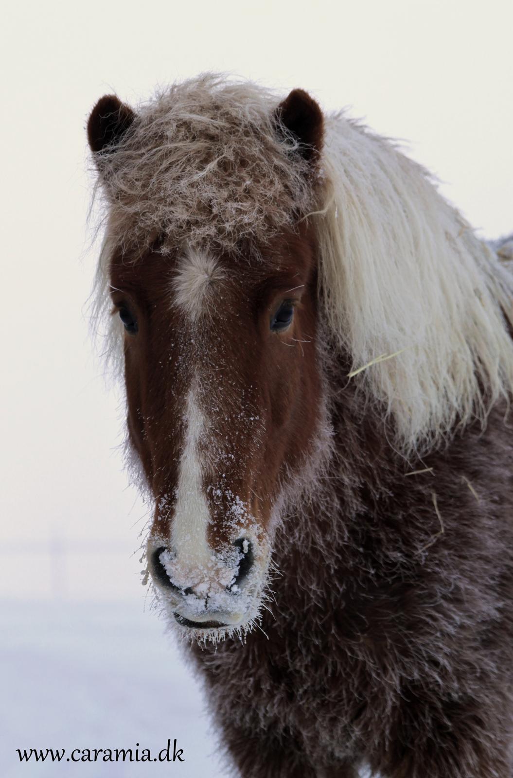 Islænder Jarl fra Gudenådalen - IS-hest billede 8