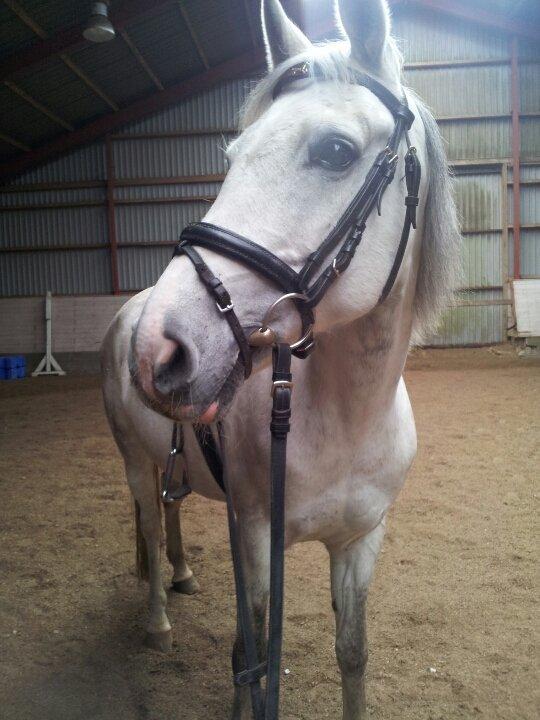 Hollandsk Sportspony V.P. Hestia billede 15