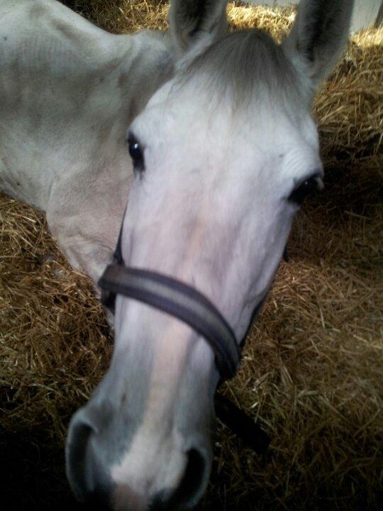 Hollandsk Sportspony V.P. Hestia billede 16