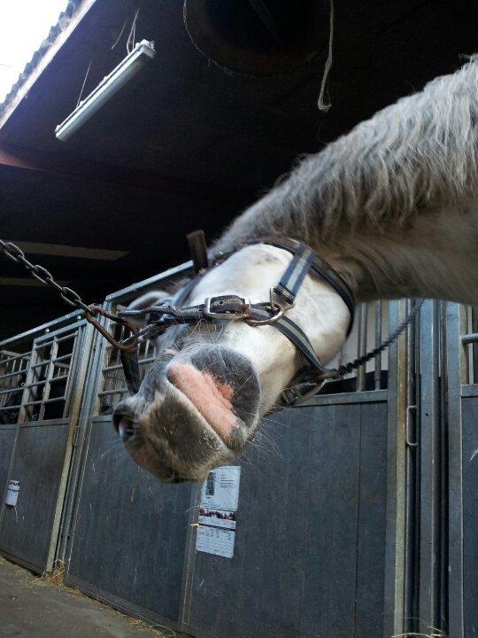 Hollandsk Sportspony V.P. Hestia billede 17