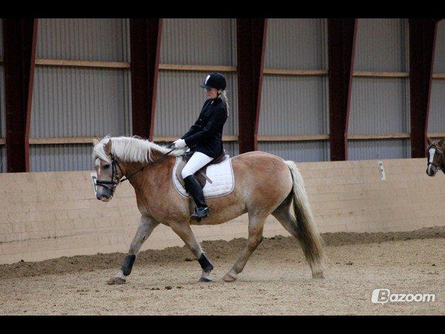 Haflinger | Cocio ~ MY SOULMATE!<3 R.I.P - SS-P Photo
LC1 - 67,91% - 5. plads ud af 14 ryttere billede 8