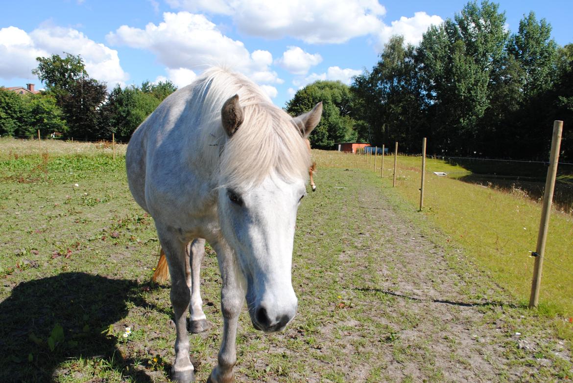Islænder Nanna fra Hovborg billede 17