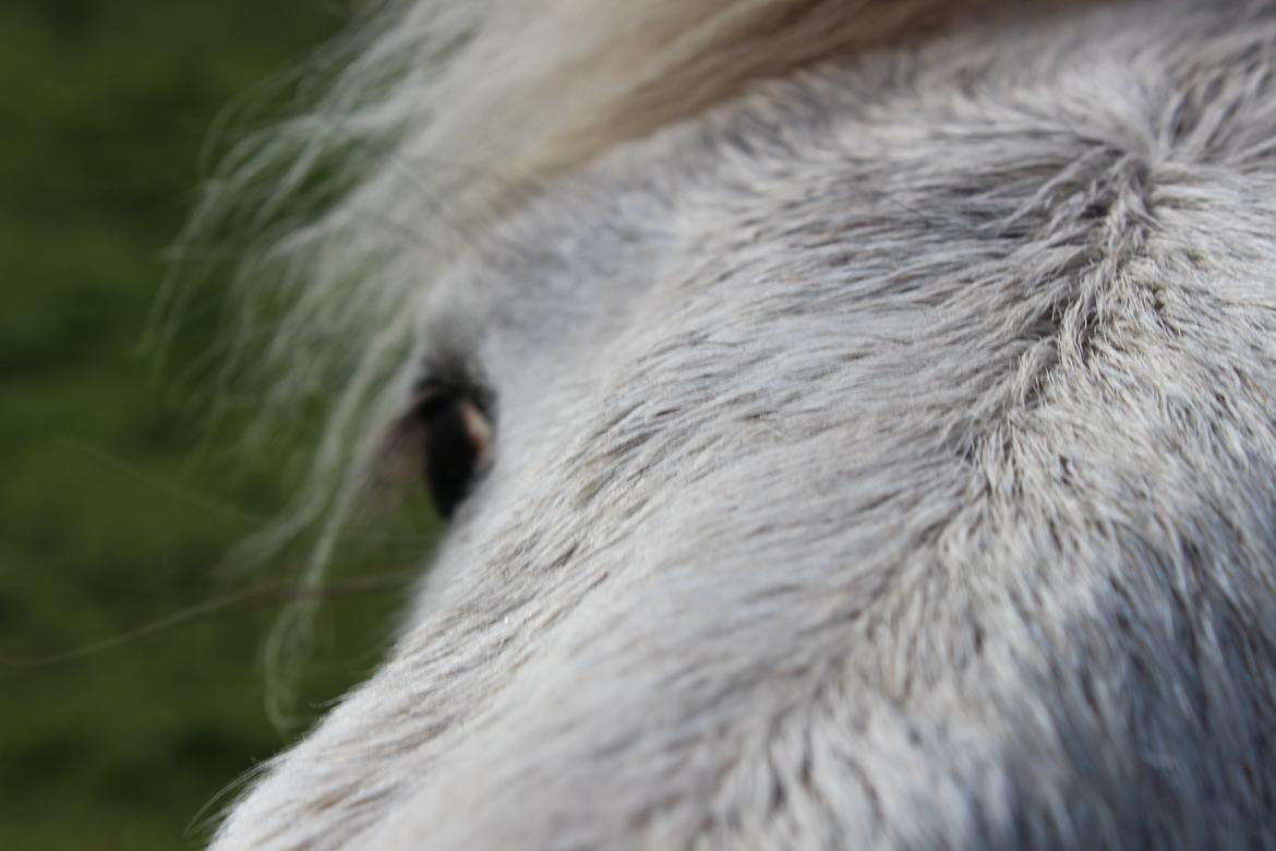 Islænder Nanna fra Hovborg billede 18