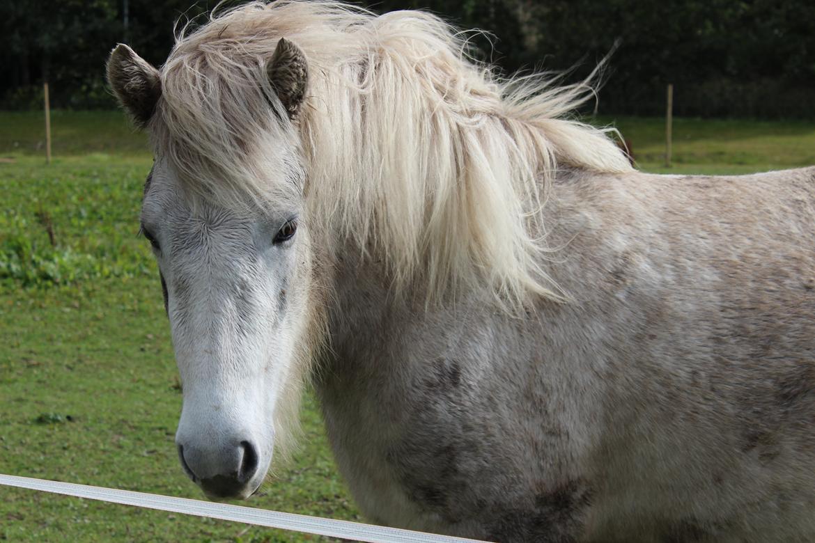 Islænder Nanna fra Hovborg billede 19