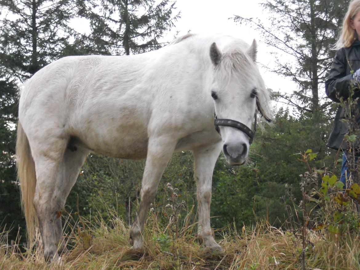 Dartmoor Jayde af Lundsbjerggård billede 9