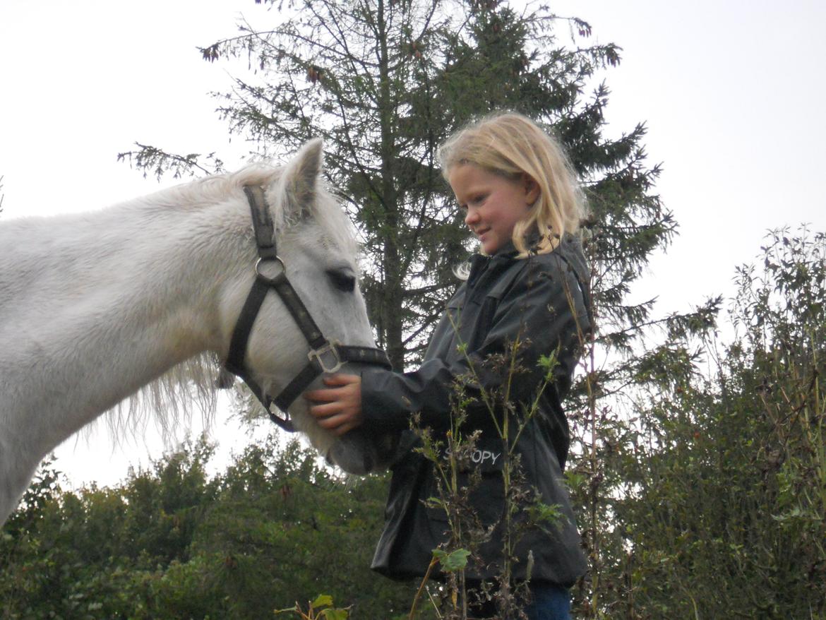 Dartmoor Jayde af Lundsbjerggård billede 11