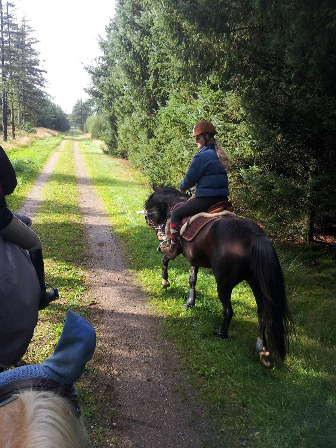 Hollandsk Sportspony Locoloco - Orientering 2012 17 km. billede 4