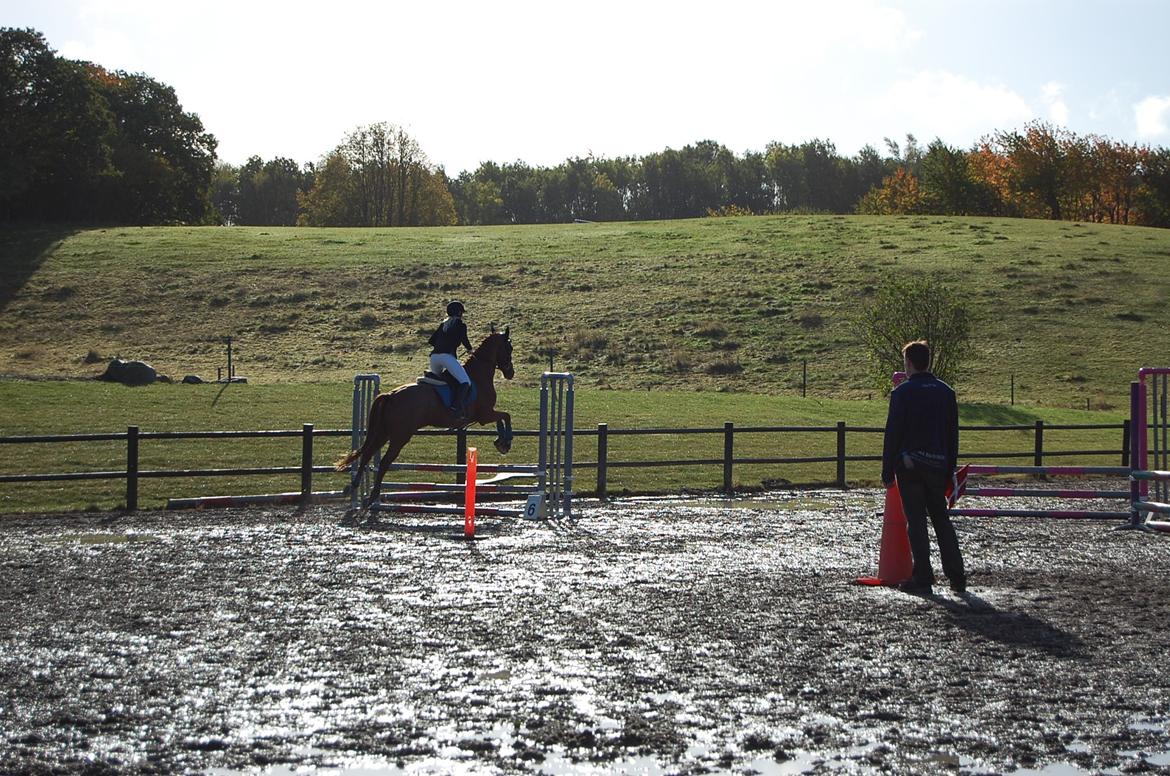 Dansk Varmblod Birkemosegaards Toronto billede 3
