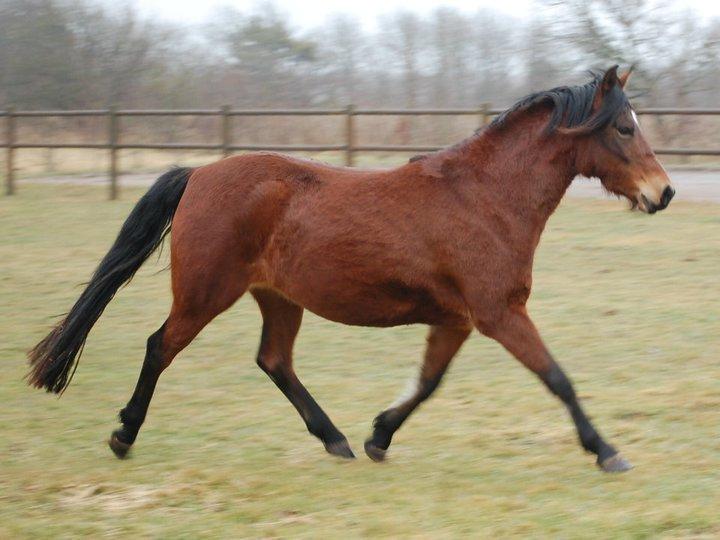Anden særlig race Lille Stjerne - På folden og hygger. :)<3 billede 4