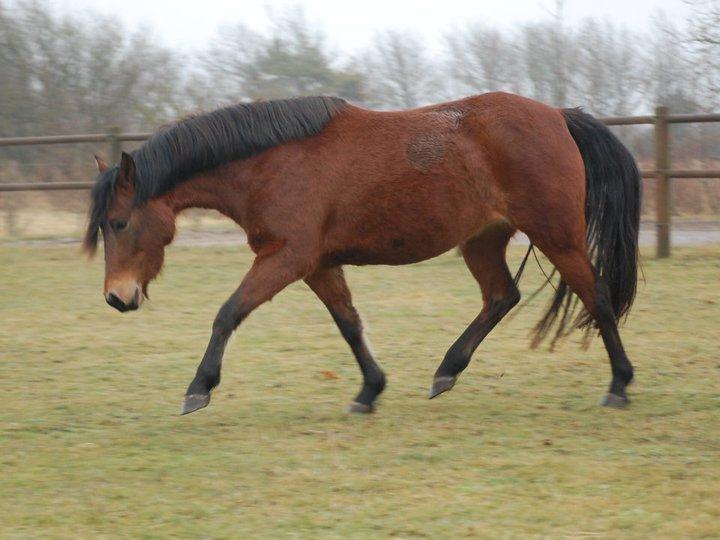 Anden særlig race Lille Stjerne billede 7