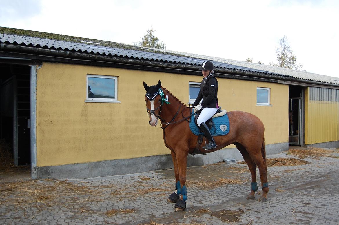 Dansk Varmblod Birkemosegaards Toronto billede 4