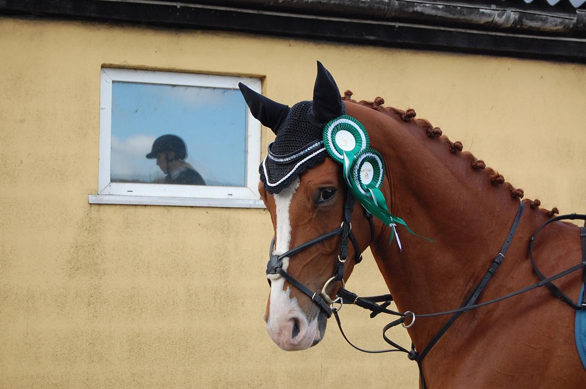 Dansk Varmblod Birkemosegaards Toronto billede 2