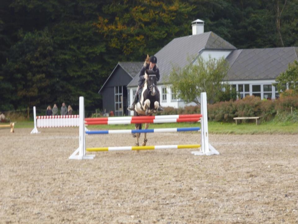 Anden særlig race Pingo - 12# 07/10-2012 springundervisning ved Zenta -springer 105 cm på okser :D foto: Stine billede 12