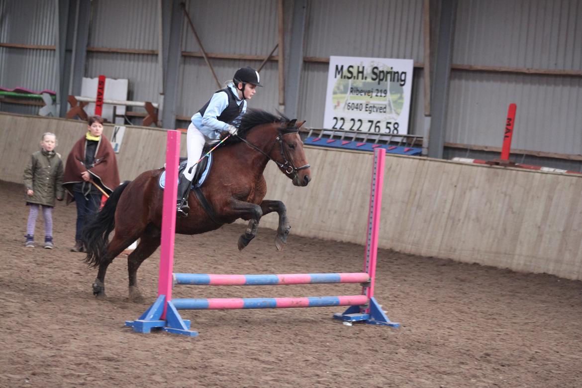 Anden særlig race Don Pedro - Hedelykke :-)) billede 3