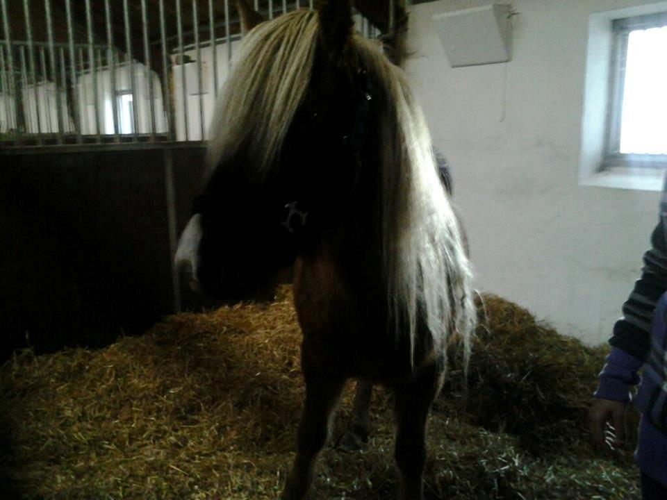 Islænder Eva From Skive ( R.I.P ) billede 2