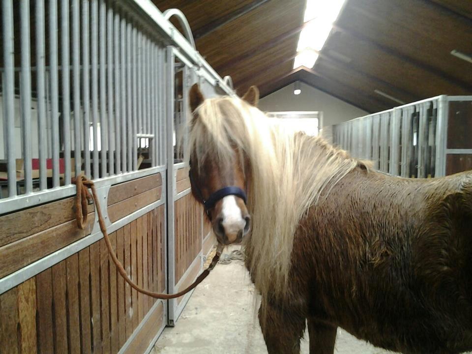 Islænder Eva From Skive ( R.I.P ) billede 3