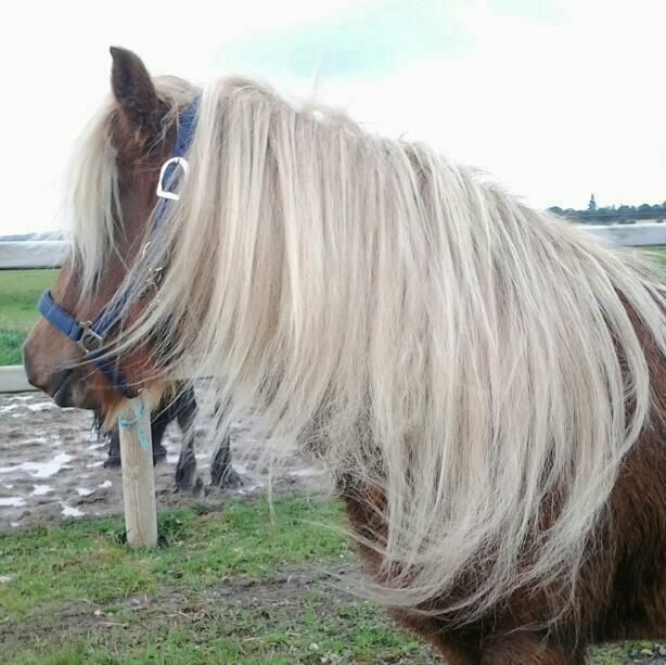 Islænder Eva From Skive ( R.I.P ) billede 4