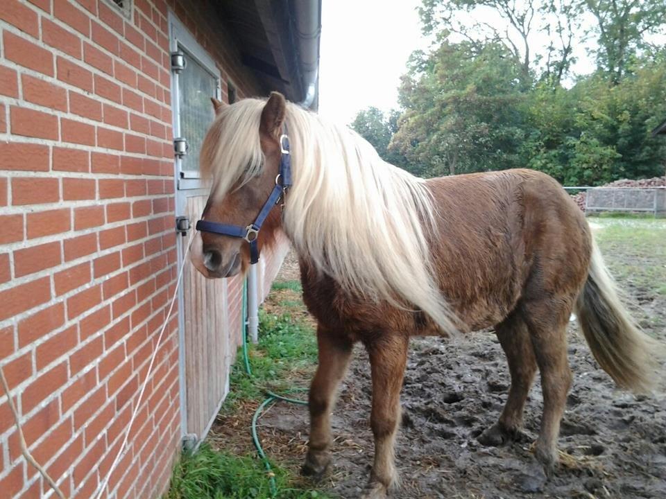 Islænder Eva From Skive ( R.I.P ) billede 5