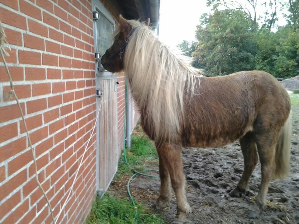 Islænder Eva From Skive ( R.I.P ) billede 6