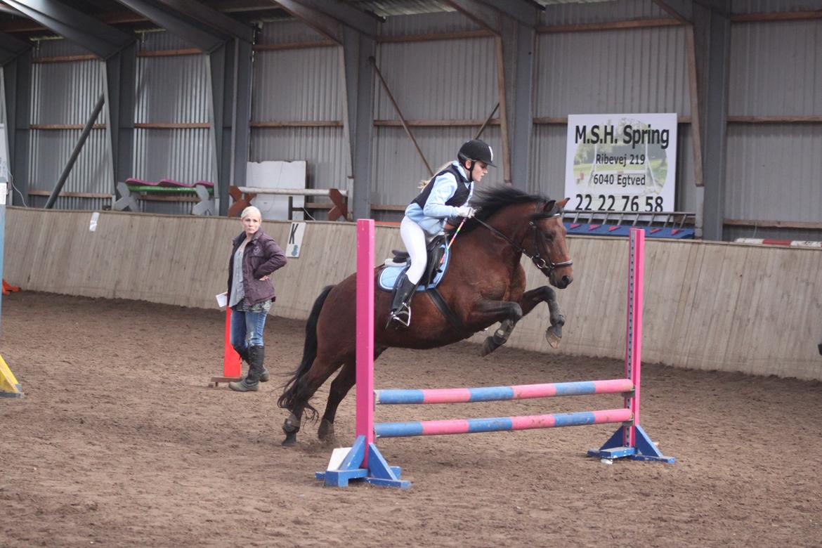 Anden særlig race Don Pedro - Hedelykke :-)) billede 6