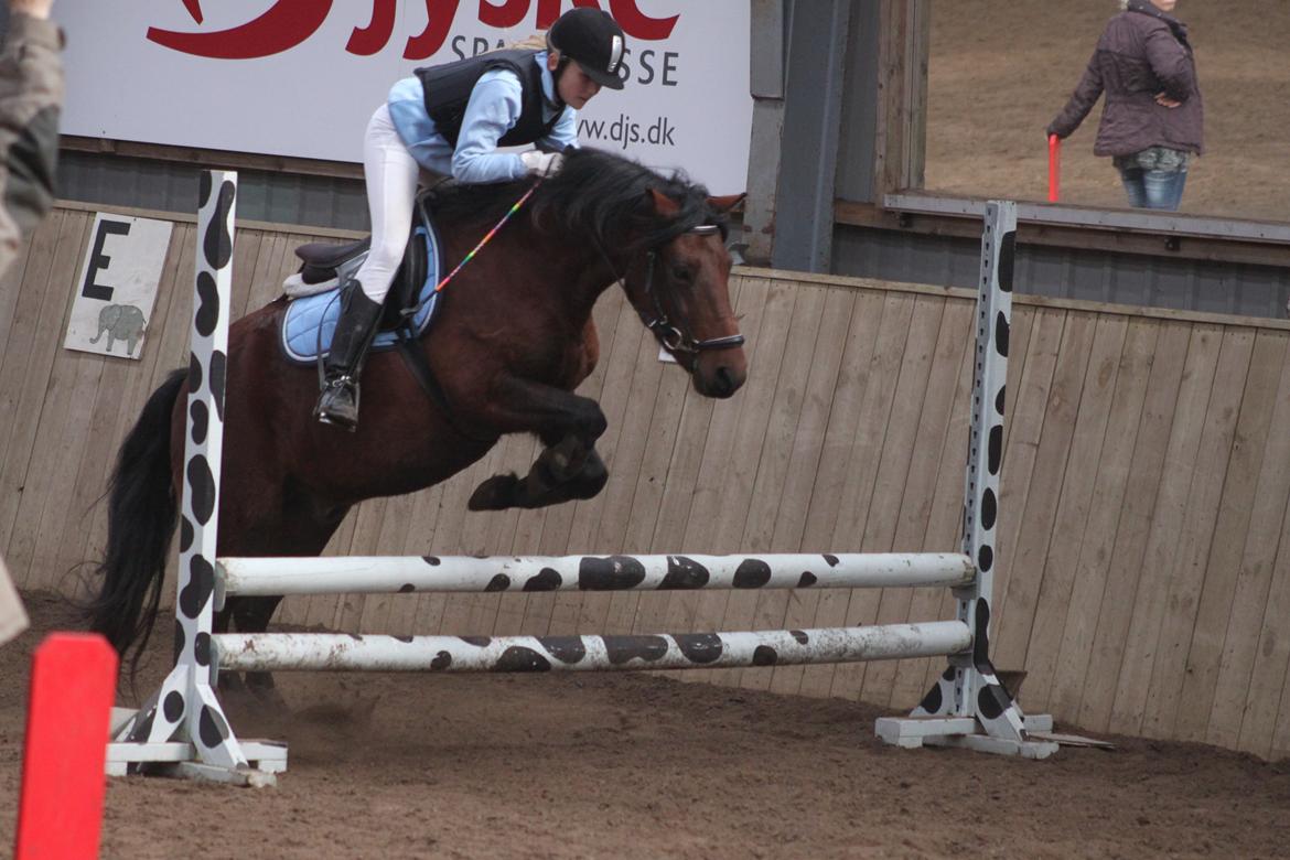 Anden særlig race Don Pedro - Hedelykke :-)) billede 2
