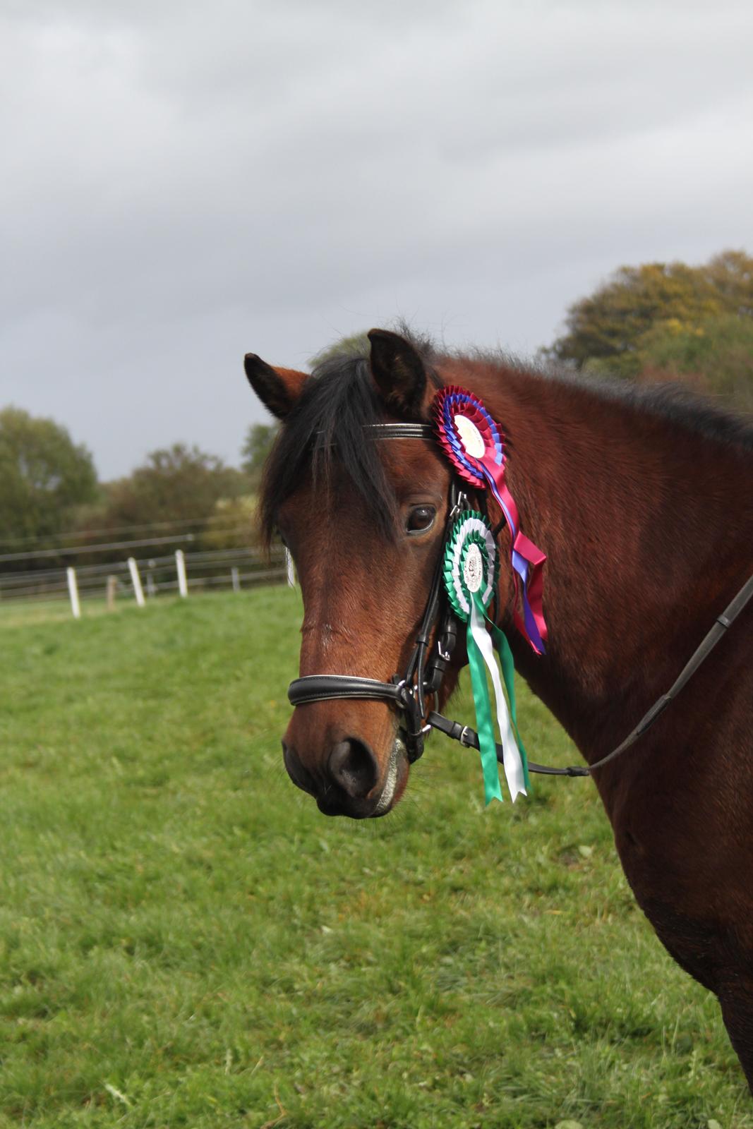 Anden særlig race Don Pedro - Præmiedyr.<3 billede 5