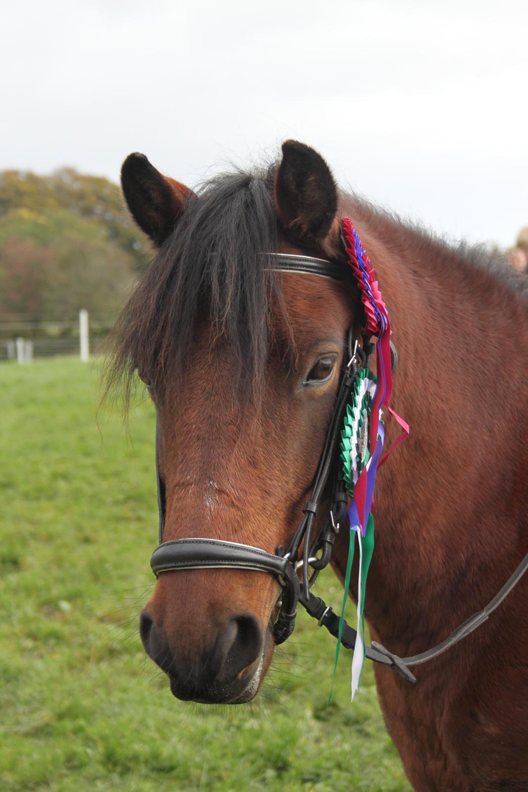 Anden særlig race Don Pedro billede 7