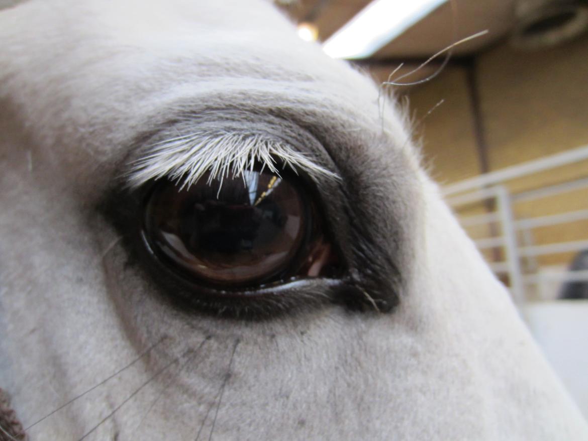 Welsh Pony (sec B) Fjorvangens Evian billede 10