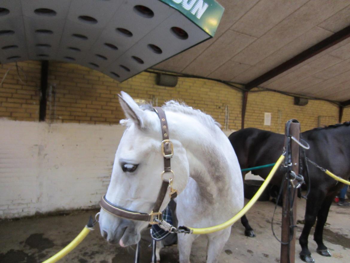 Welsh Pony (sec B) Fjorvangens Evian billede 8